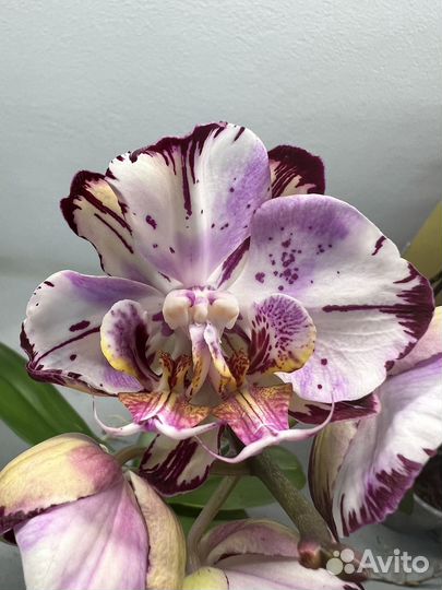 Орхидея Magic Art