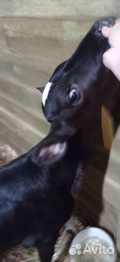 Телёнок на откорм, телка на покрытие