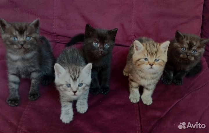 Шотландские котята