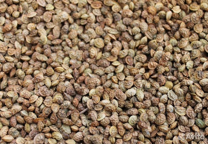 Эспарцет семена