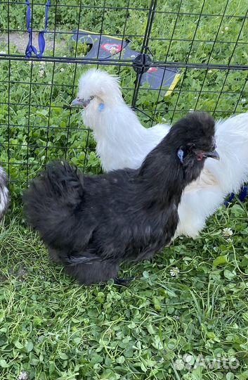 Инкубационное яйцо