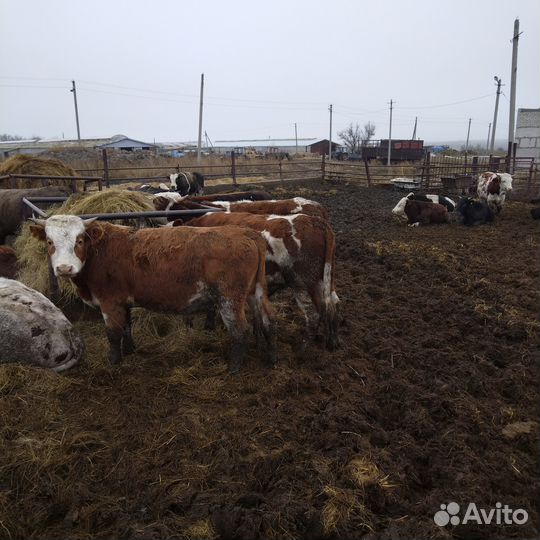 Бычки на мясо ж/в