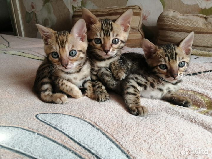 Бенгальская