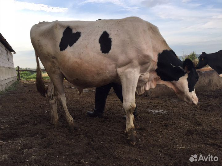 Племенной бык