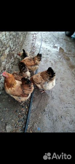 Инкуционное яйцо