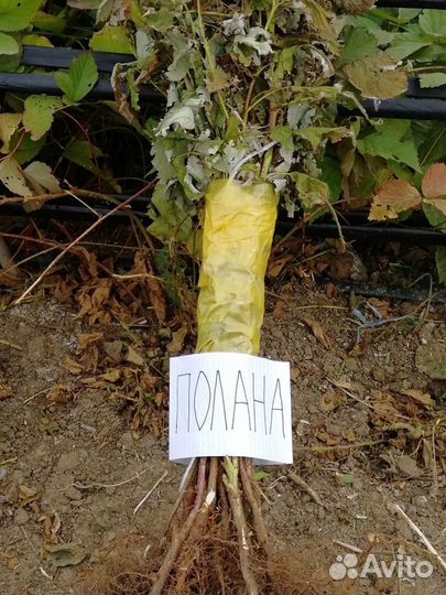 Саженец малины (разные сорта)