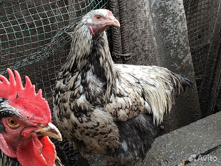 Петухи молодые