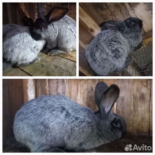 Кролики мясных пород Полтавское серебро