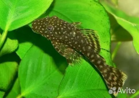 Сомики анциструсы