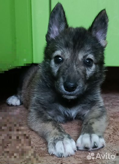 Собака в добрые руки щенок