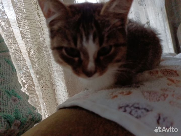 Отдам котят в добрые руки