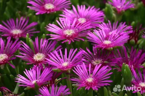 Делосперма