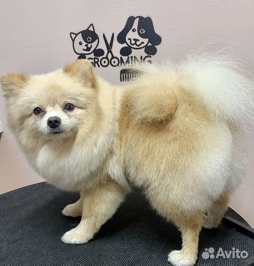 Груминг собак и кошек