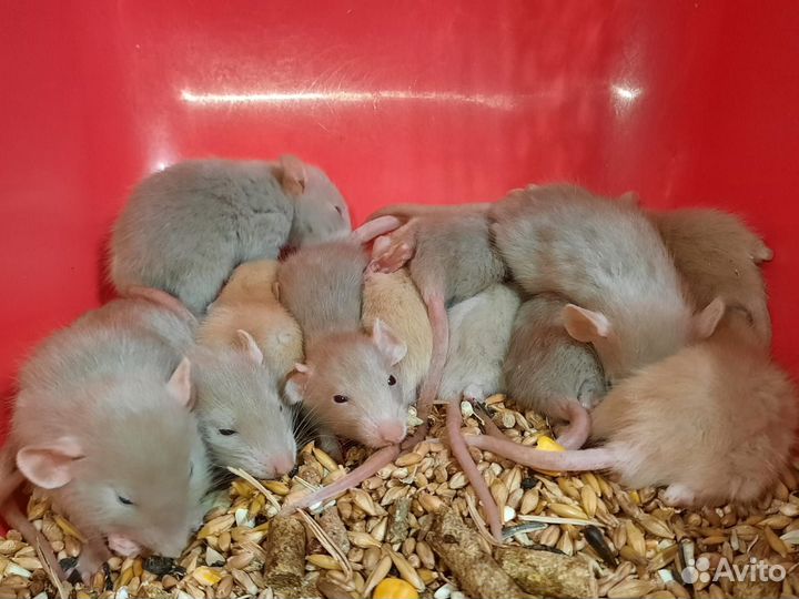 Крысы. Канадские крысята (жемчужные)