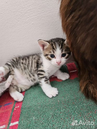 Котята 1 месяц