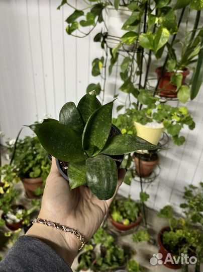 Пеларгония