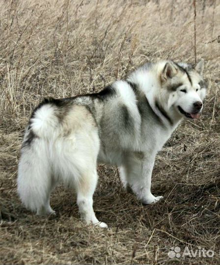 Аляскинский маламут вязка