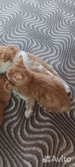 Отдам бесплатно