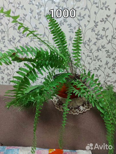 Комнатные растения