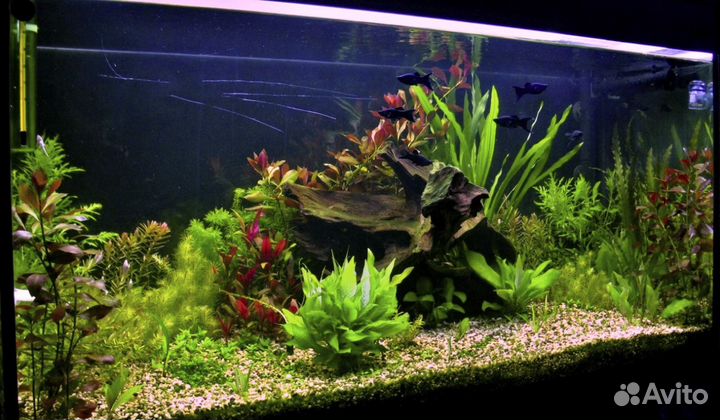 Обслуживание аквариумов и террариумов