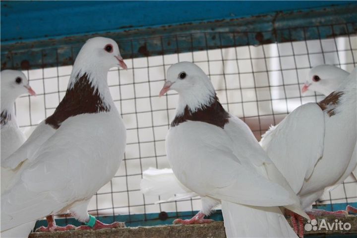 Голуби