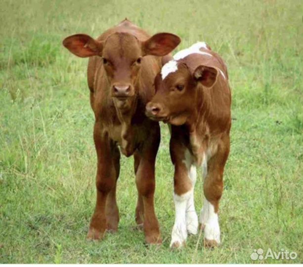Продается телочка 4,5 месяца