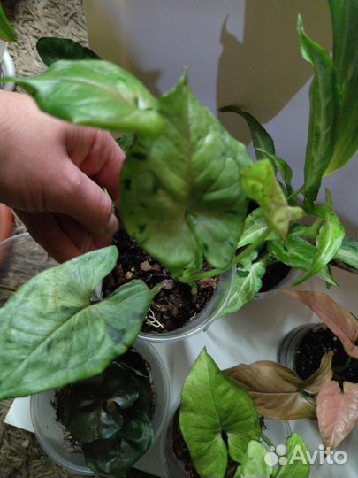 Сингониумы