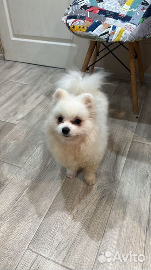 Собака померанский шпиц