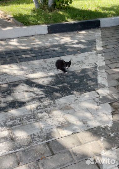 Котенок малышок бояка в добрые руки бесплатно