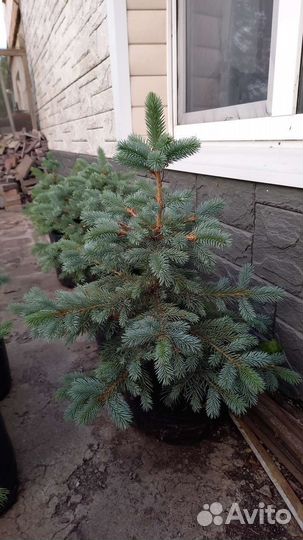 Ель голубая