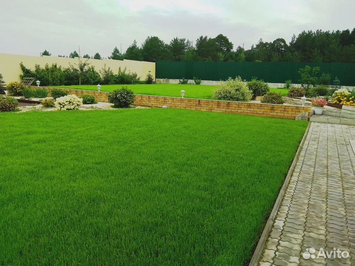 Газонные семена