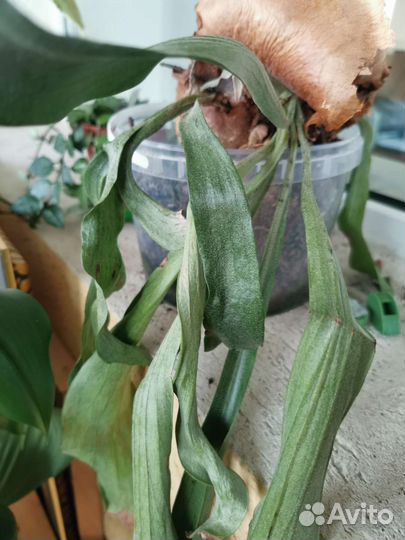 Платицериум