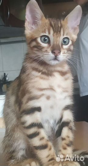 Бенгальские котята