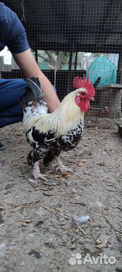 Петухи