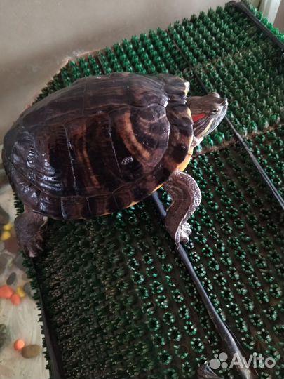 Красноухая черепаха с аквариумом