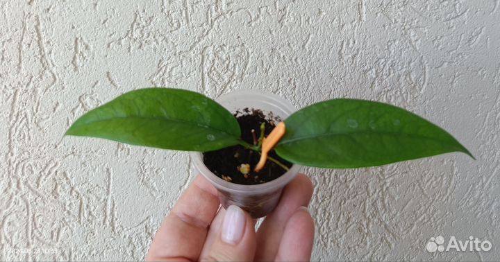 Комнатные растения