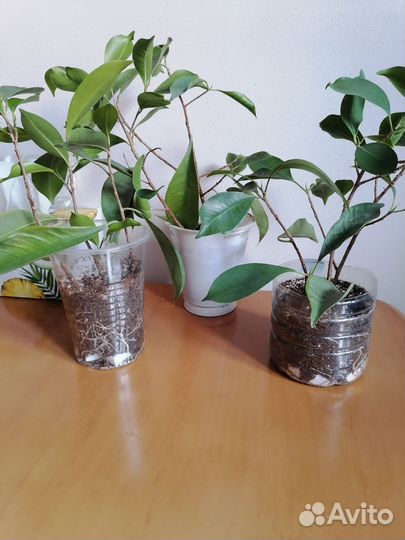 Фикус микрокарпа