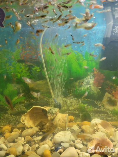 Рыбки гуппи