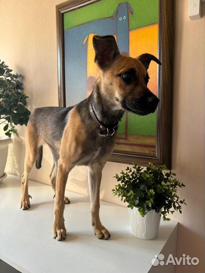 Щенок подросток девочка в добрые руки