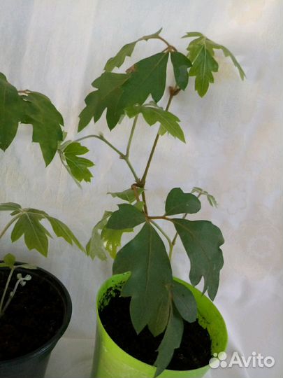 Циссус комнатный виноград