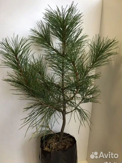 Корейский кедр 7 лет