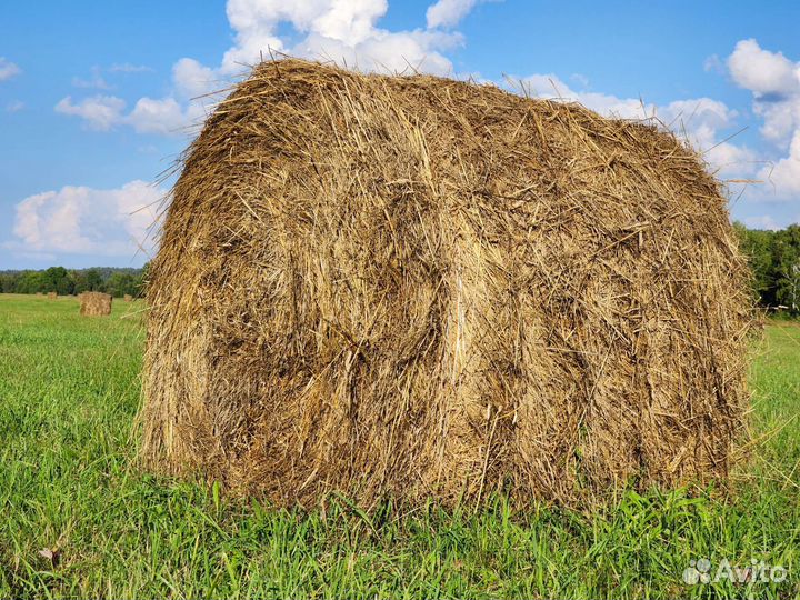 Продам сено. Раскаты