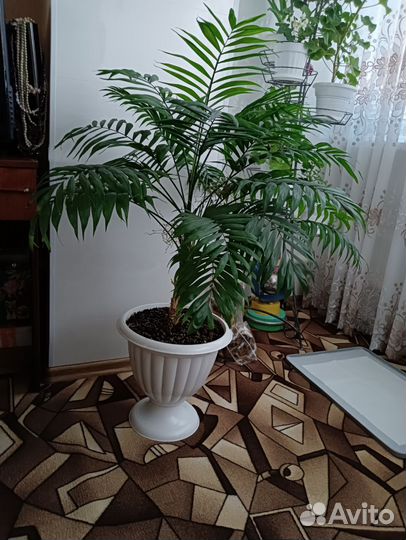 Пальма Хамедорея большая в горшке