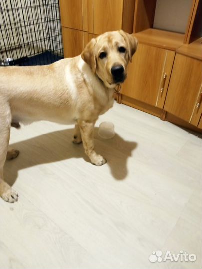 Собака лабрадор