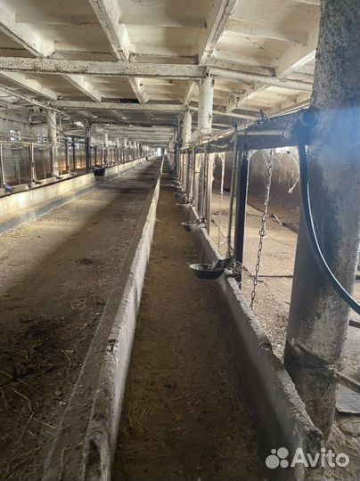 Система водопоения поилки чугунные