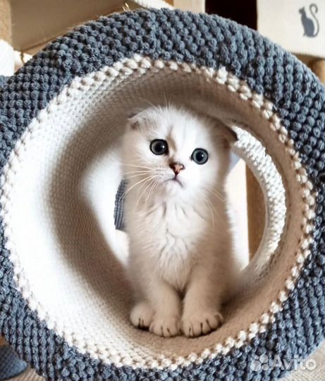 Котята чистокровные