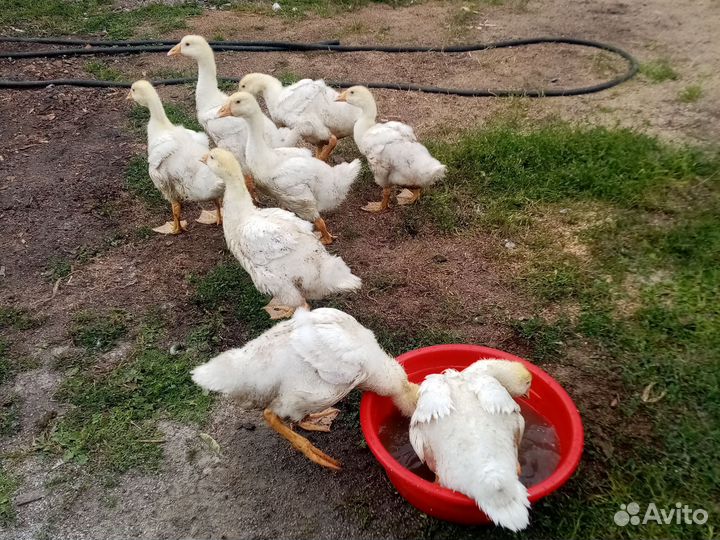 Гусята линда