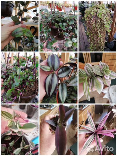 Традесканция