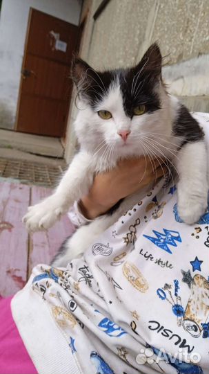 Котëнок девочка