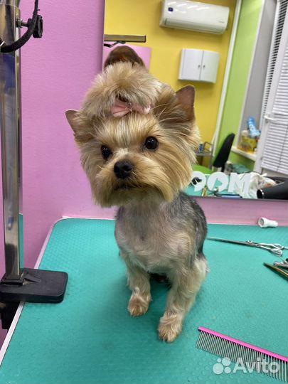 Груминг, стрижка собак бесплатно